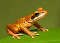 nova espécie de perereca