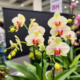 Exposição Nacional de Orquídeas