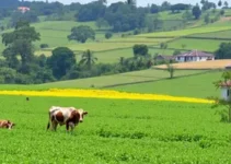 agro