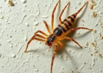 aranhas e escorpiões